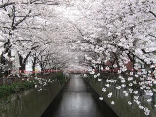 大橋付近は川幅が狭く「桜のトンネル」と化している。