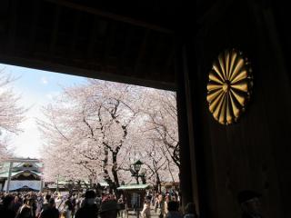 靖国神社神門の菊の御紋と境内の桜