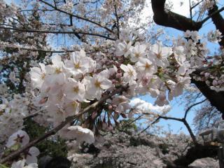 千鳥ヶ淵緑道の桜は全体的に背が低く、至近距離で花を見ることができた。