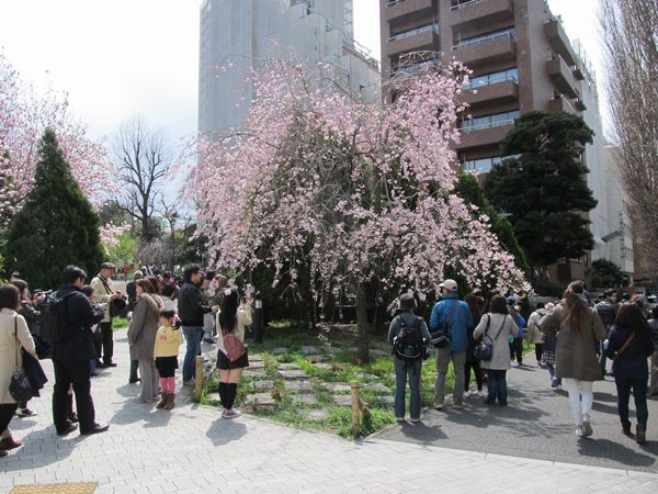 千鳥ヶ淵公園の枝垂桜