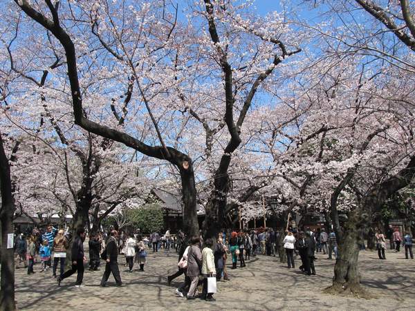 靖国神社境内の桜