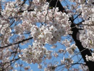 靖国神社境内の桜。